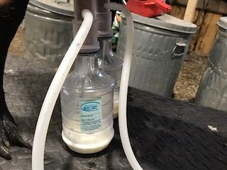 Drying Off Dairy Goats Image